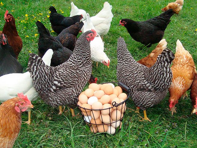 Содержание кур и уход за ними | ЗооТом - продажа, вязка и услуги для животных в Раменском