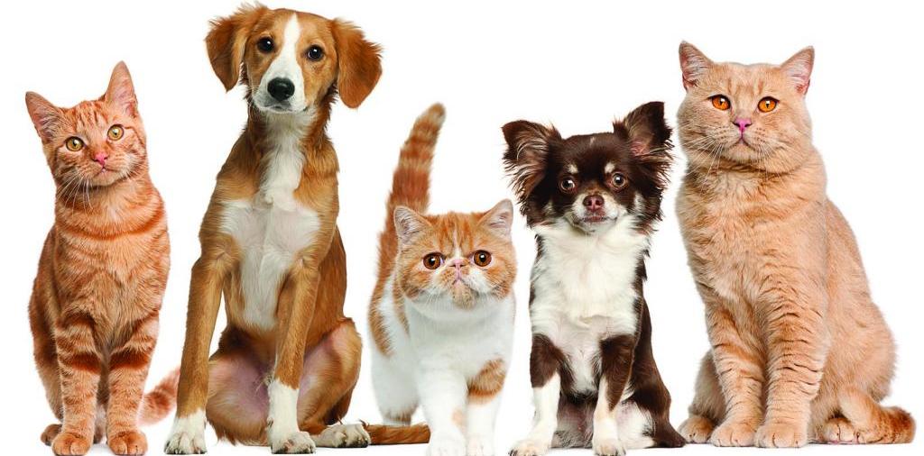 Доска объявлений о животных | ЗооТом - продажа, вязка и услуги для животных в Раменском
