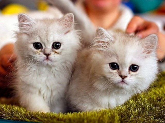 Породы кошек в Раменском | ЗооТом портал о животных