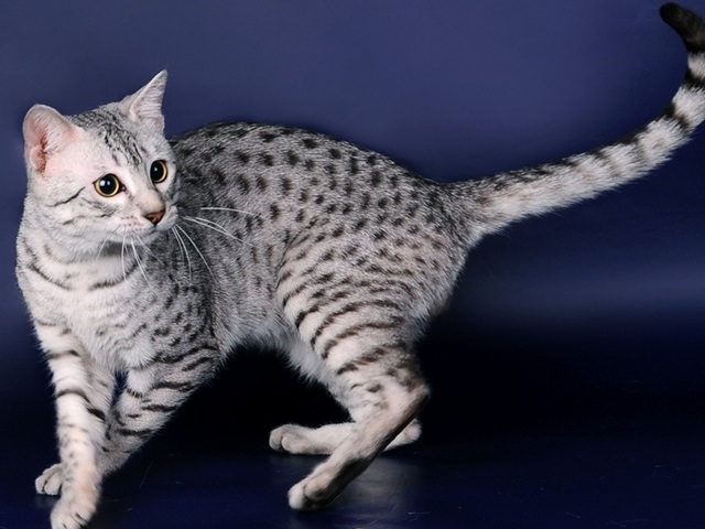 Породы кошек в Раменском | ЗооТом портал о животных