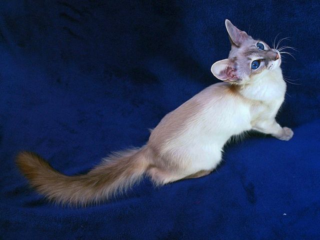 Выведенные породы кошек в Раменском | ЗооТом портал о животных