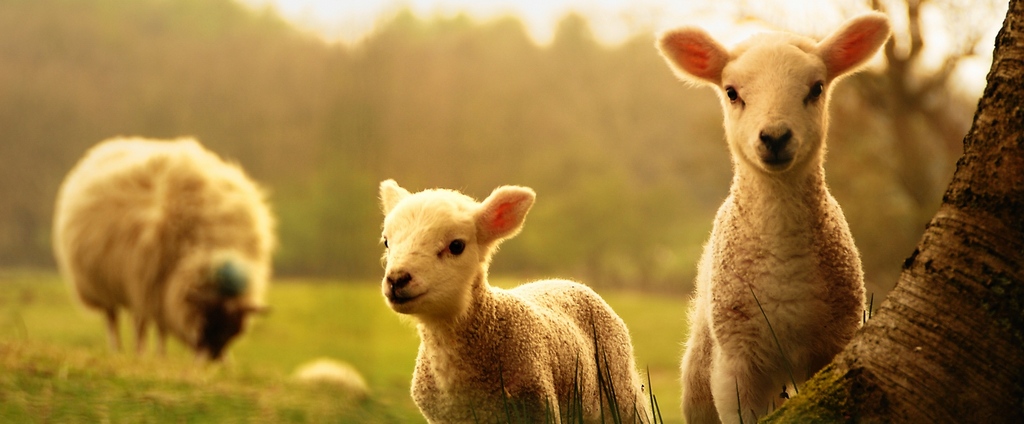Объявления о сельскохозяйственных животных | ЗооТом - продажа, вязка и услуги для животных в Раменском
