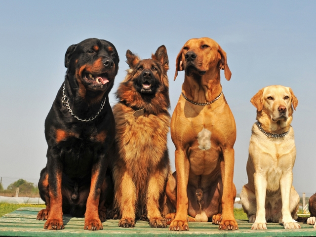 Крупные породы собак в Раменском | ЗооТом портал о животных